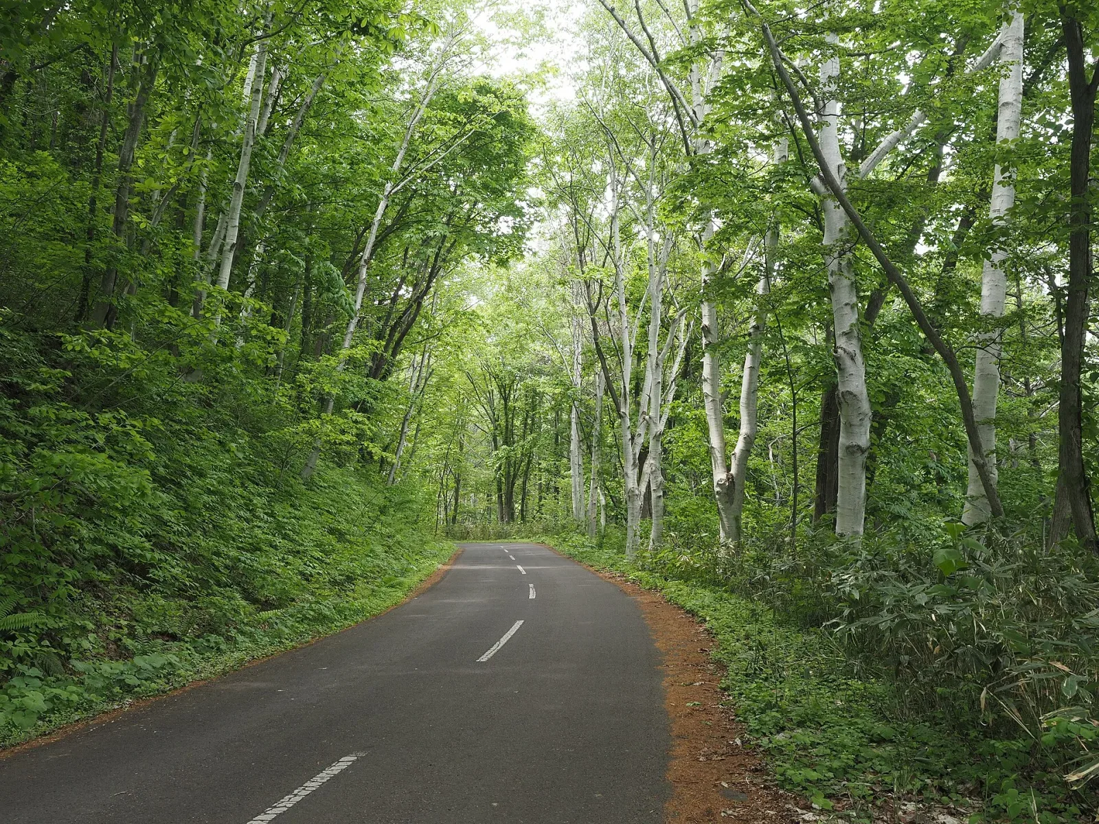 A quiet paved road passing through a green birch forest in Hokkaido
